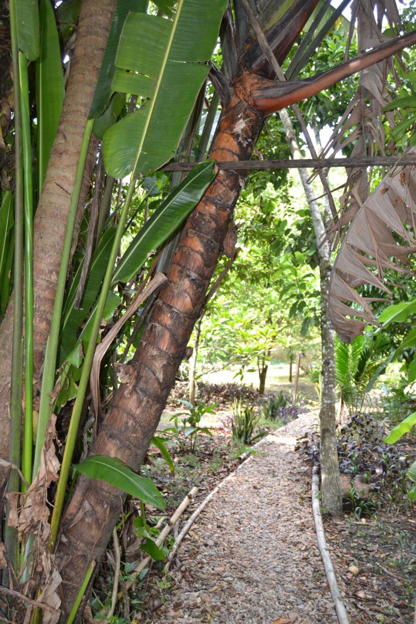 Iguana Roost Tourism Gold Standard Fully Equipped Two Bedroom Cabin ซานอิกนาซิโอ ภายนอก รูปภาพ